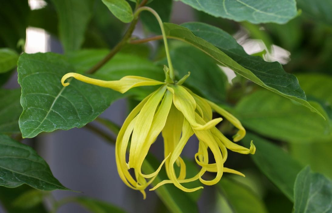 Descubre el Ylang-Ylang