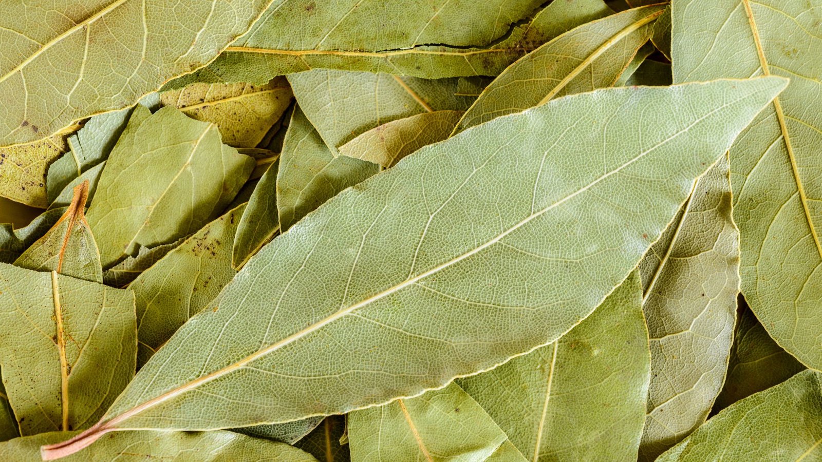 Laurel bajo la almohada significado, beneficios y cómo usarlo